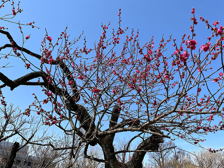 せたがや梅まつり
